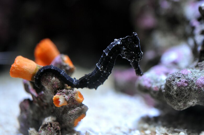 クロウミウマ（提供：サンシャイン水族館）