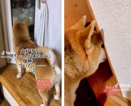 別の日に“孫ちゃん”が遊びに来た時の朔くん。お孫さんが寝ている部屋にお鼻を突っ込んで待機中…