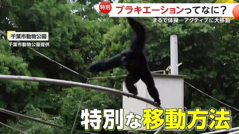 「興奮した中で出た行動だと思いますね」と説明する飼育スタッフ