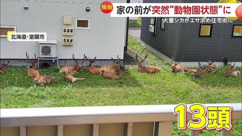 現れたシカは最大13頭（しき☺︎（@32490224forget_））