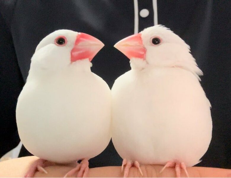 （左から）なずなくん、つばきちゃん