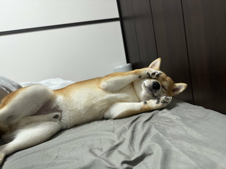 提供：わさび一族さん