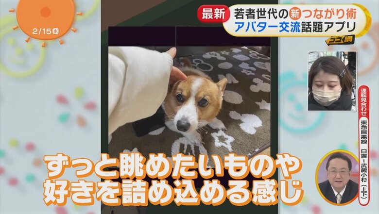 ペットの写真が！