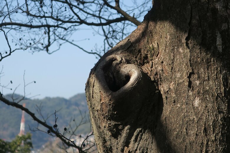 枝の付け根がハート
