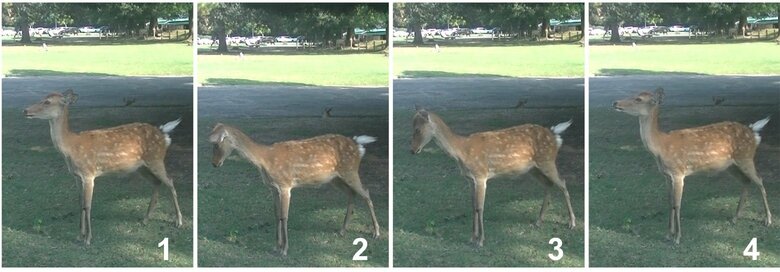 奈良公園周辺の二ホンジカの「おじぎ」（提供：奈良⼥⼦⼤学・遊佐陽⼀教授）