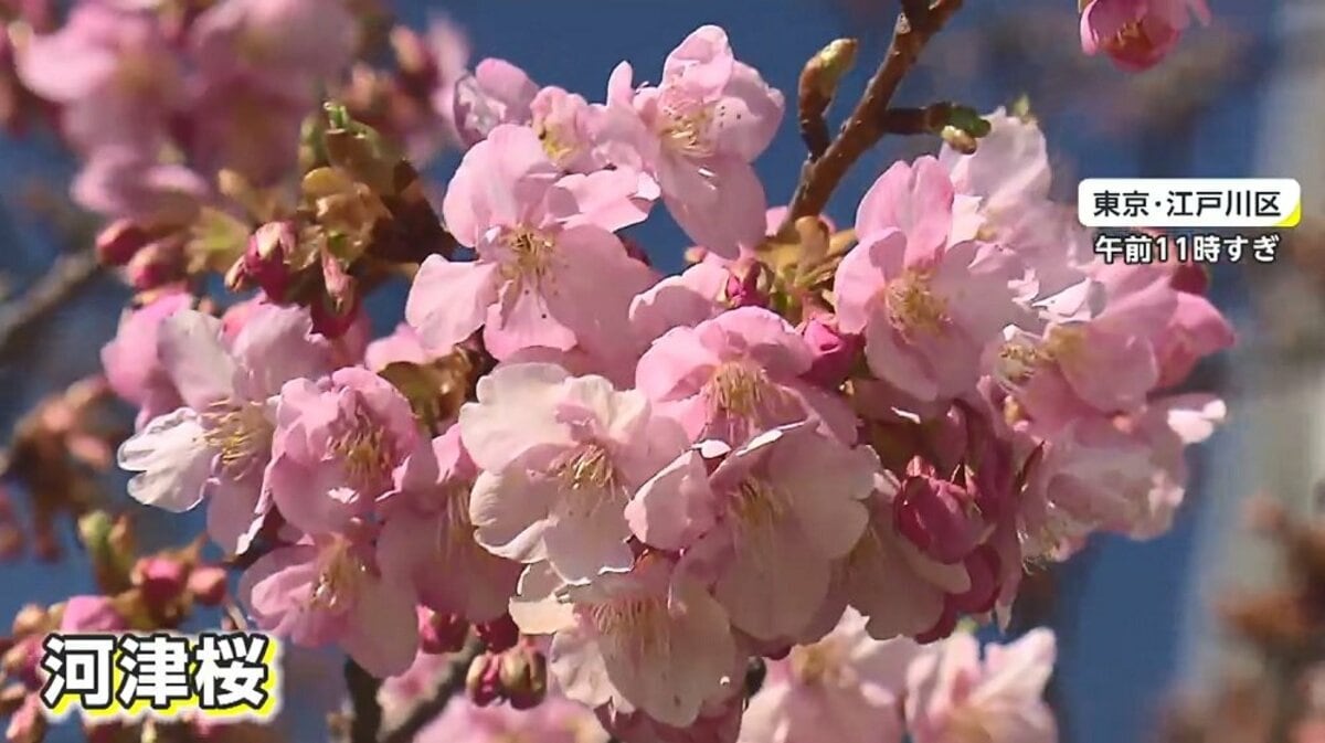 どうなる 22年の お花見 早咲き 河津桜は例年よりも早い開花 Fnnプライムオンライン