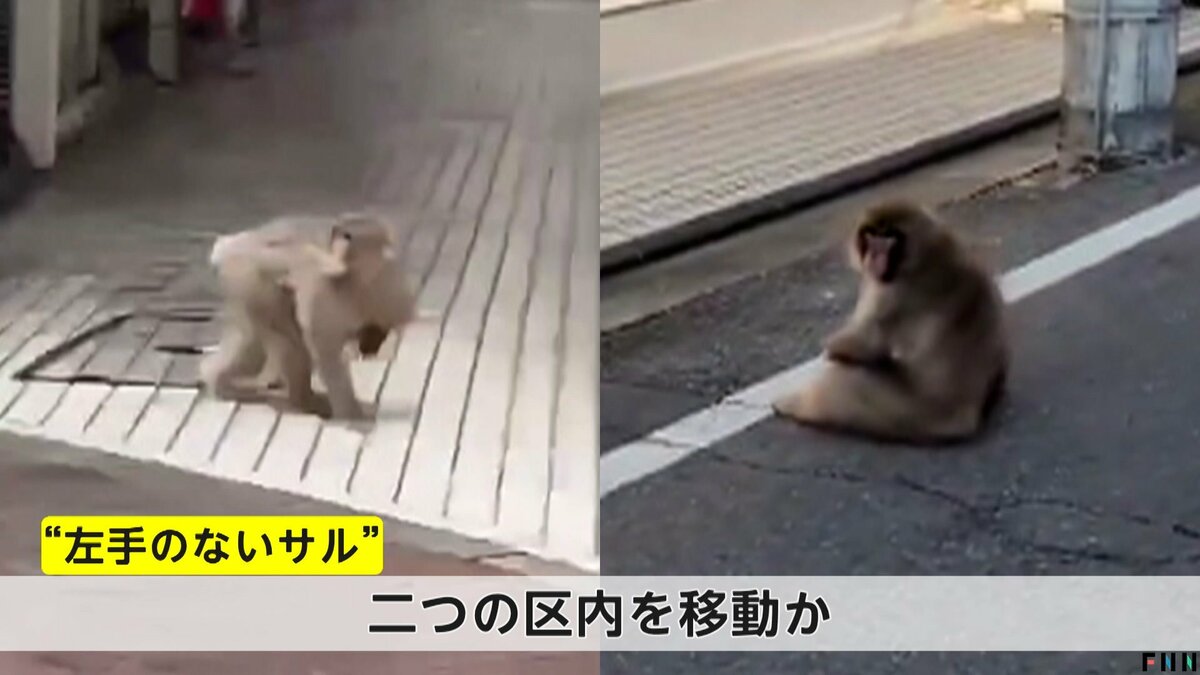 まだ捕まってないのか」“左手がないサル”都内で連日目撃…葛飾区、足立