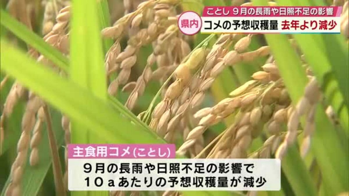 コメの予想収穫量 豊作だった2025年より減少する見通し 長雨や日照不足の影響で 大分