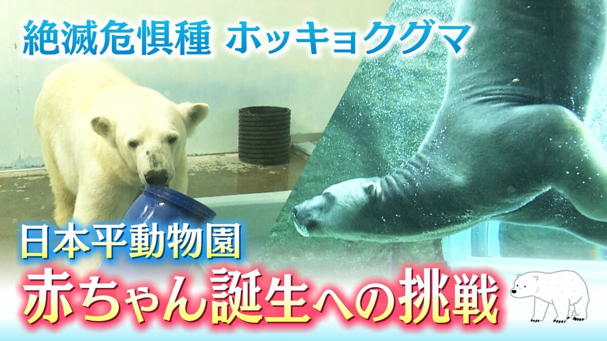 日本一仲の良い白クマ夫婦…赤ちゃん誕生に期待 ホッキョクグマ絶滅の