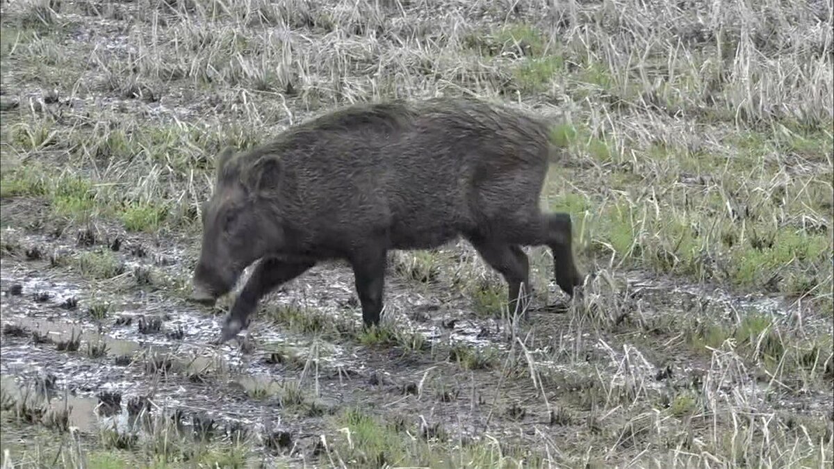 イノシシ出没 警察も出動 住宅街で捕獲作戦