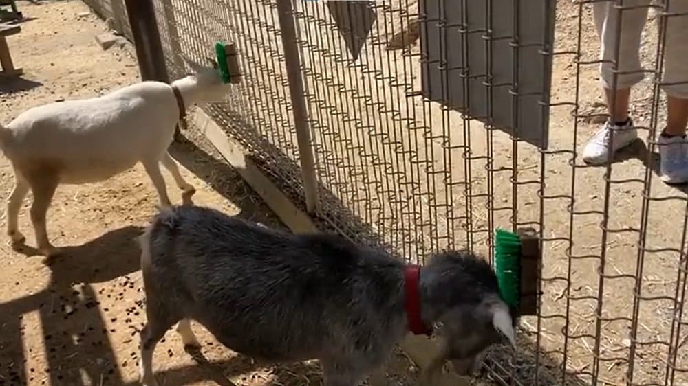 かゆい頭をヤギたちがゴシゴシ 壊れた デッキブラシ を再利用したら大ヒットしました