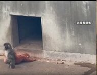 大人気の子猿「パンチくん」偽アカウントで寄付金募る詐欺　フォロワー8万人以上　飼育員装い動画無断使用　不自然な日本語も