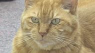 ネコ館長「ムクニャン」愛され就任10年　足にケガをして震えているところを保護　「かわいがられるのも仕事」週2日出勤　お祝いの展示会には愛情あふれる60点の作品　長野・喬木村の椋鳩十記念館