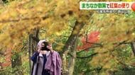 まちなかで楽しむ紅葉　鯖江市・西山公園は11月下旬が見頃　すでに山頂付近は鮮やかな赤や黄色に　福井