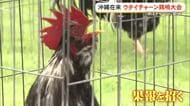 鳴き声は琉球古典音楽？ウタイチャーン鶏鳴大会　こどもの国で27羽が競う