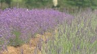 例年に比べて花が大きく…「ひるがの高原 牧歌の里」でラベンダーが見ごろ 様々な種類の約2500株が植えられる