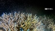 奄美の海で“天の川”　サンゴ一斉産卵を撮影　2年前の白化現象で多くが死滅　一部が生き残り再生の道へ期待