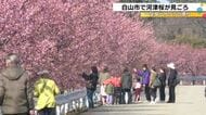 川沿いに約50本…石川県白山市で河津桜が見ごろ 13日にも満開の見込み 金沢の桜の開花予想は3/31