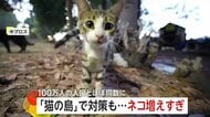 観光客には魅力だが…「猫の島」でネコ急増 100万人の人口と“同数”に 政府が不妊手術に予算 地中海のキプロス