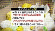 【ごみ回収現場に変化】無料ごみ袋解禁から1週間あまり…約8割が指定外の透明・半透明の袋に＿量も前年から約5％増『プラスチックごみの分別』せずに出している可能性も“マナー”徹底呼びかけ〈北海道札幌市〉