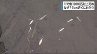 1000匹以上が死ぬ 原因は? 川の水質に異常なし 静岡市駿河区