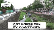 鹿児島市和田川で大量の魚の死骸 中学校のプールの水が原因か