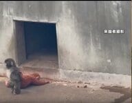 大人気の子猿「パンチくん」偽アカウントで寄付金募る詐欺　フォロワー8万人以上　飼育員装い動画無断使用　不自然な日本語も