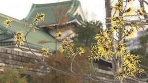 穏やかな天気…3月中旬並みか マンサクの花が見ごろ