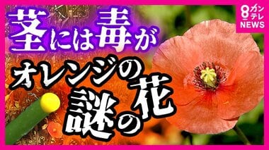 道端に咲くオレンジの花の正体　茎には毒…「切ったら黄色い汁」　自治体が続々と「注意…