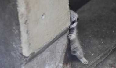 珍しい“つかまり立ち”の姿…柱に隠れる照れ屋なミーアキャットの赤ちゃんが可愛すぎる!