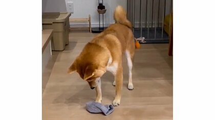 イタズラで靴下を盗んだのに…かまってもらえず落ち込む豆柴がかわいい！“かまってアピール”はいつものこと？飼い主に聞いた