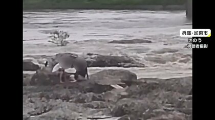 川の中州に取り残された男女7人　1時間で一気に増水…原因は上流での“猛烈な雨”　救助の瞬間を撮影