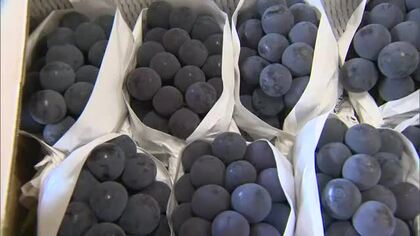 猛暑には水の管理で！「黒い真珠」ニューピオーネの出荷が新見市で本格化　生産者の思いを都会に【岡山】