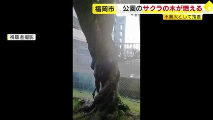 「根元に火がついている」　公園のサクラの木が焼ける　不審火として捜査　福岡市