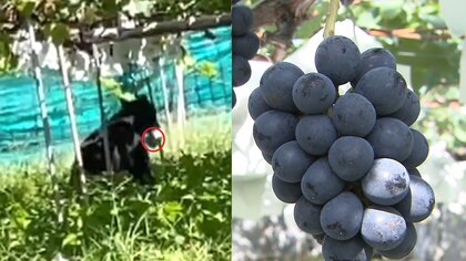 「甘い物は何でも好き」クマが高級ブドウ「ナガノパープル」を“食い荒らし”　2本足で立ち上がりもぐもぐ…被害は数百万円に