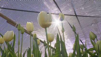 となみチューリップフェアに向けて遮光ネットの取り外し　4月の気温高く生育進む