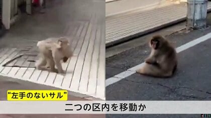 「まだ捕まってないのか」“左手がないサル”都内で連日目撃…葛飾区、足立区を移動か　警視庁「見かけても近付かないで」