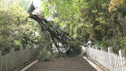 巨木倒れ神社の参道ふさぐ　樹齢100年ほど全長約25mシイの木　愛媛・松山城のふもと　警察からの連絡で発覚　けが人なし