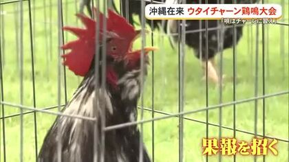 鳴き声は琉球古典音楽？ウタイチャーン鶏鳴大会　こどもの国で27羽が競う