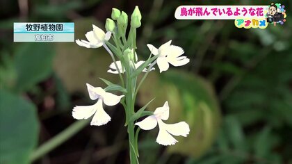 絶滅危惧種「ダイサギソウ」高知・牧野植物園「管理には力と愛情を込めています」空を舞う“白いサギ”のような花