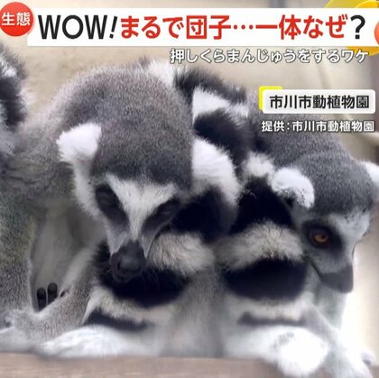 「ちょっとまぜて～」冬の動物園で見られる「ワオ団子」とは…仲良しファミリーで身を寄せ合い“おしくらまんじゅう”するワオキツネザルが人気　千葉・市川市動植物園