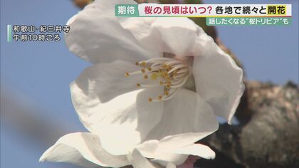 花見は26日以降「白っぽい桜は散りにくい」を参考に…そして気になる「将来ソメイヨシノの花見ができなくなる」話も【大阪発】