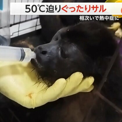 サルが相次いでぐったり…50℃に迫る猛烈な熱波で“熱中症”に　子どもも救護に加わり順調に回復　メキシコ