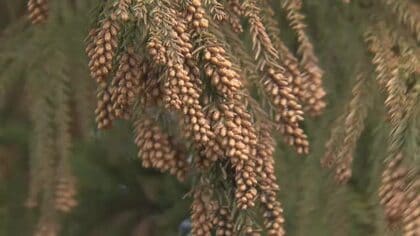 いよいよスギ花粉が本格化…2月中旬から飛び始め3月上旬にピークか　子供の登下校「症状なくてもマスク着用を」　福井大学が発表