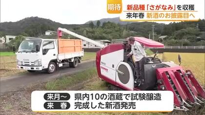 「山田錦」の約1.4倍の収量！佐賀県が9年かけ開発した新酒米「さがなみ」収穫【佐賀県】