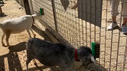 かゆい頭をヤギたちがゴシゴシ! 壊れた“デッキブラシ”を再利用したら大ヒットしました