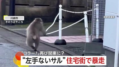 “左手ないサル”が川崎の住宅街で暴走…山梨・神奈川・東京で目撃情報相次ぐ　同一個体なら20日間で約100kmも移動か