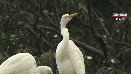 白鷺城”お膝元をシラサギが占拠？フンや悪臭も…街のシンボルと｢共存