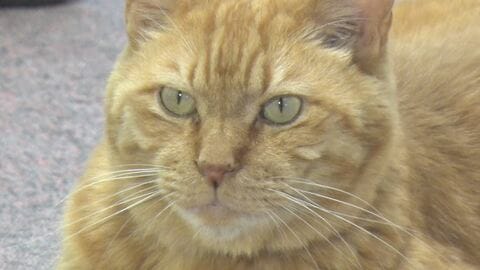 ネコ館長「ムクニャン」愛され就任10年　足にケガをして震えているところを保護　「かわいがられるのも仕事」週2日出勤　お祝いの展示会には愛情あふれる60点の作品　長野・喬木村の椋鳩十記念館