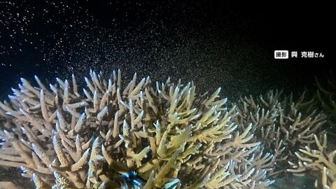 奄美の海で“天の川”　サンゴ一斉産卵を撮影　2年前の白化現象で多くが死滅　一部が生き残り再生の道へ期待